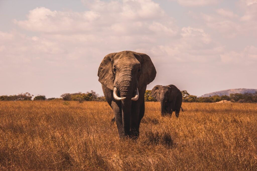 Alles over de olifant: het grootste landdier ter wereld